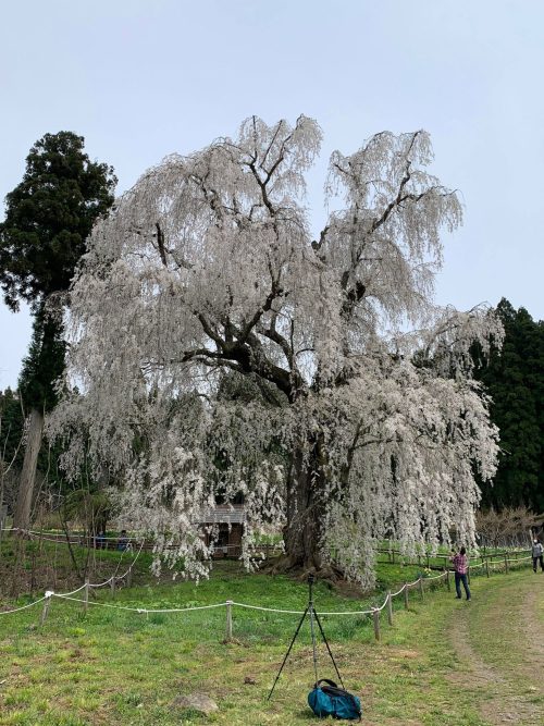 高山村へ桜を見に行ってきました 和美の側にはピアノが置いてあって生演奏聞きながらのお花見はマジでサイコーでした